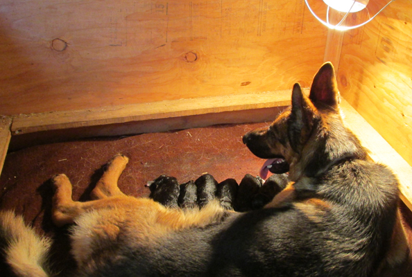 Shiloh vom Rockshadow w new litter